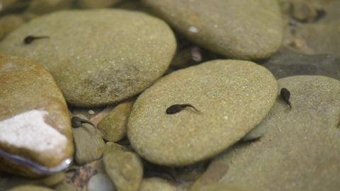 A cluster of tadpoles in a mountain river
