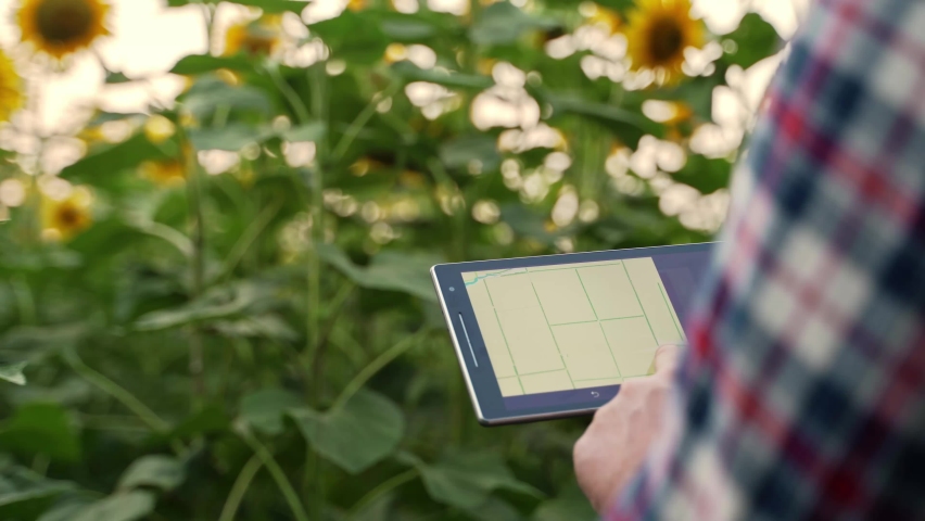 Farmer using online data management software, differential fertilizer application maps, slides charts. Agronomist works with touch screen to control, analyse agriculture business in sunflower field. Royalty-Free Stock Footage #1091445337