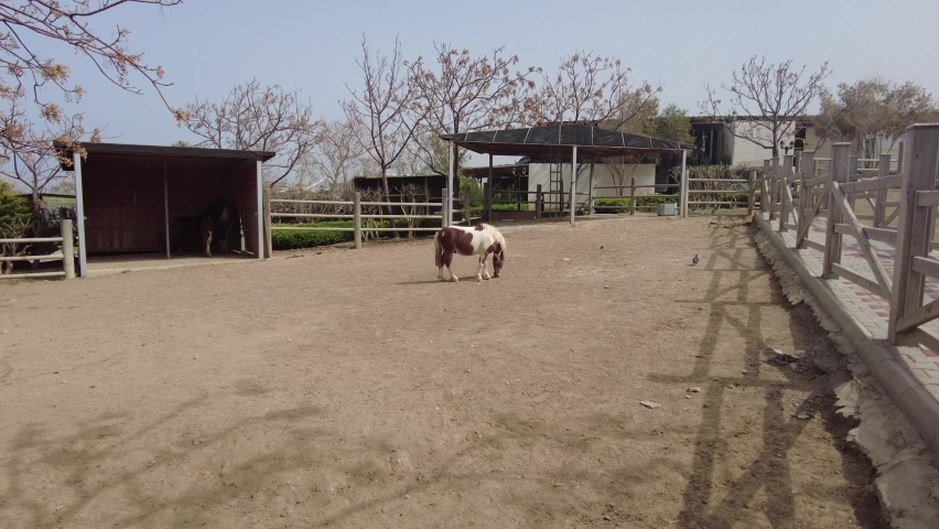Beautiful view of horses roaming the farm on sunny day.