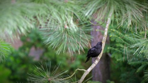 A male blackbird (Turdus merula) on a branch of a coniferous tree inspects the surroundings on a sunny morning