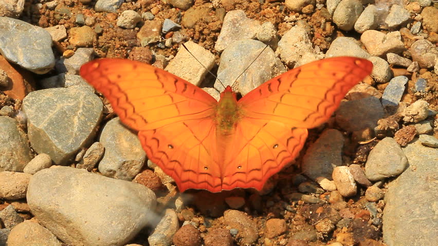 Beautiful Butterfly in a forest