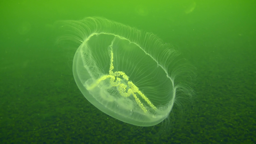 Common jellyfish or moon jelly (Aurelia aurita) pulsates slowly against the backdrop of green water, close-up. Royalty-Free Stock Footage #1091449289