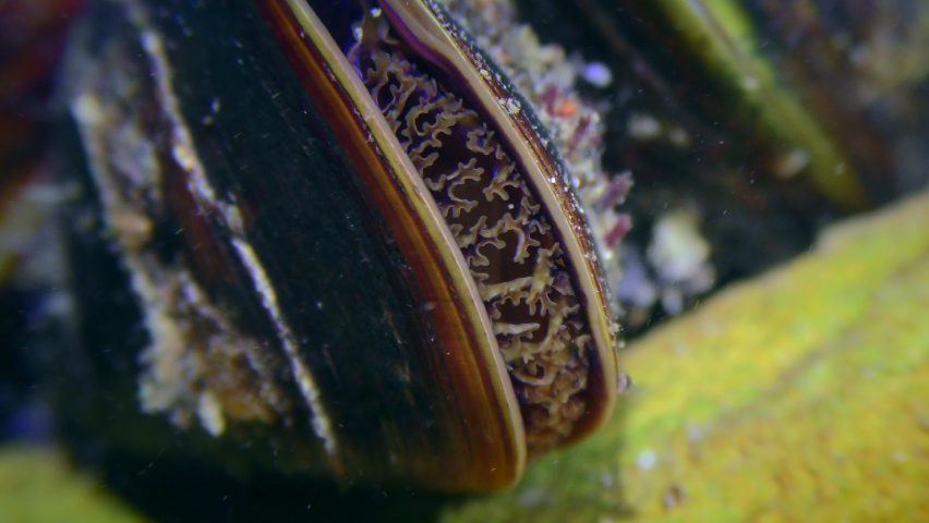 The shell of the mussel (Mytilus) filters water: the movement of the outgrowths of the mantle is visible between the shell valves, close-up.