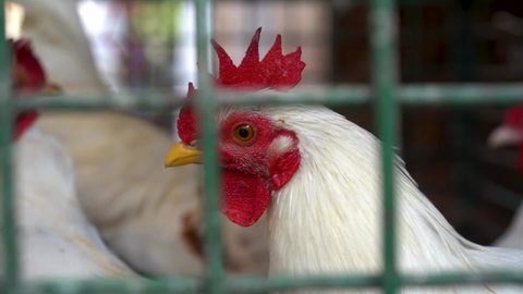 Caged rooster in a poultry farm