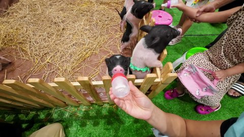 Nonthaburi, Thailand - APR 6, 2022 - People giving milk to pot belly pig at The Mall pet and plant pop market 2022, Nonthaburi, Thailand.