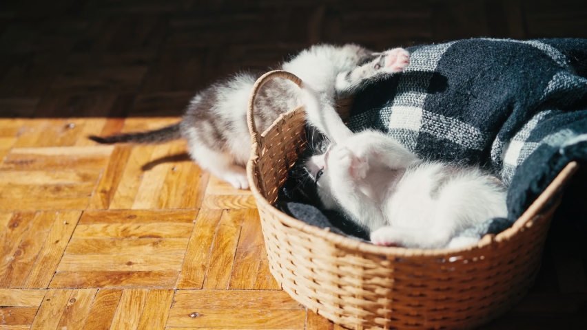 Two cute little kittens are playing in a wicker basket in bright sunlight indoors. Royalty-Free Stock Footage #1091451763