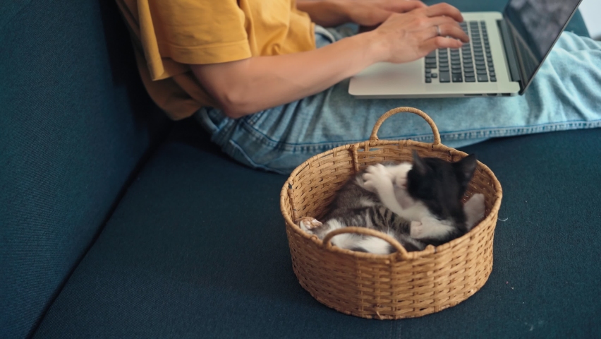 Close-up of two little kittens playing in a wicker basket while their owner is typing on a laptop while sitting on the couch