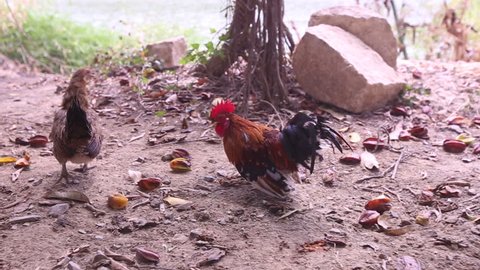 many-colored cock runs on stone ground against river in Vietnam