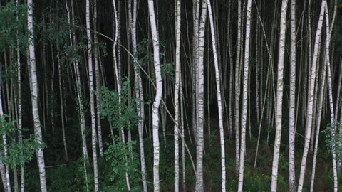 Gloomy birch forest, dense birch forest