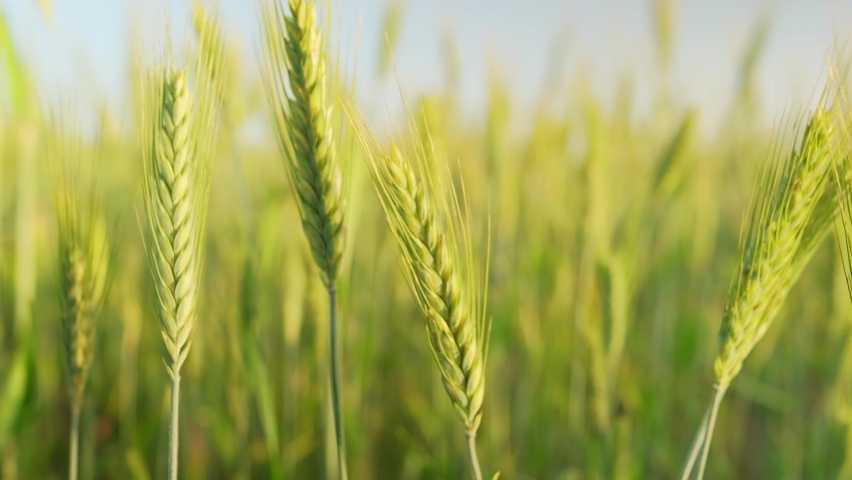 Green wheat field. Ukrainian wheat grain. Agricultural landscape video 4k Royalty-Free Stock Footage #1091460407