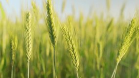 Green wheat field. Ukrainian wheat grain. Agricultural landscape video 4k