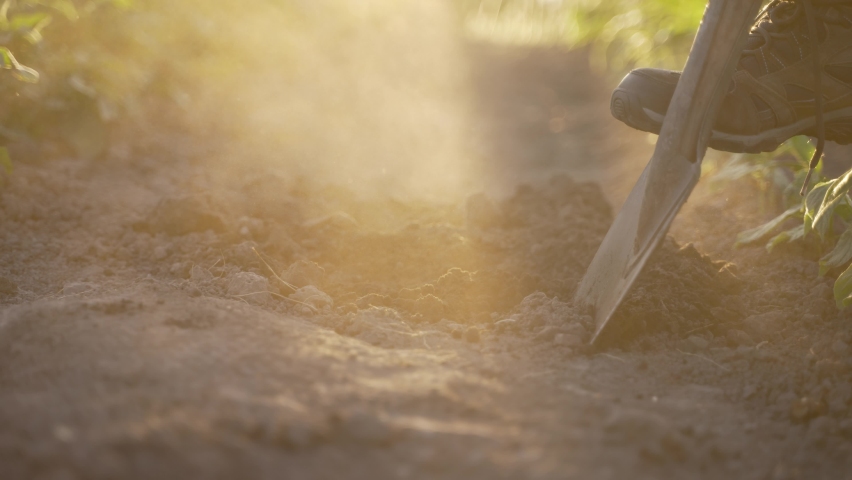 Close up woman working in garden shoveling fertile soil. Shovel digging into dry ground, dust flying into the air sunlit by sunset sun. Slo motion shot of sunrays and dust. High quality 4k footage Royalty-Free Stock Footage #1091466207