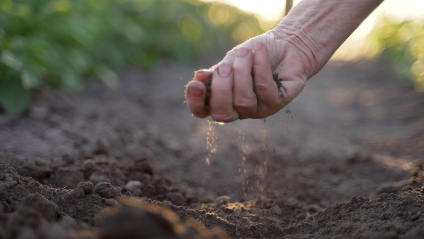 Close up hand of senior woman farmer taking fertile soil and examining its quality. Elderly female working on agriculture farm field in summer. Sunset lit background slo motion Royalty-Free Stock Footage #1091466235