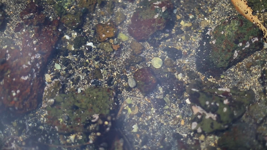 A lively and hard working marine ecosystem