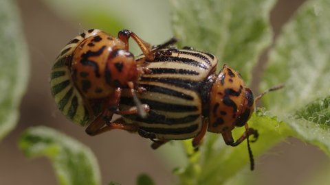 Colorado beetles having sex on green leaf. Little striped bugs engaged in copulation on potato sprout. Wildlife. Close up.