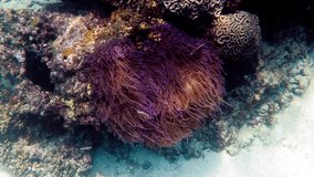 Clown fish in purple anemone. Clownfish peaking out of an anemone. Underwater video of snorkeling or diving at Koh Tao island, Gulf of Thailand
