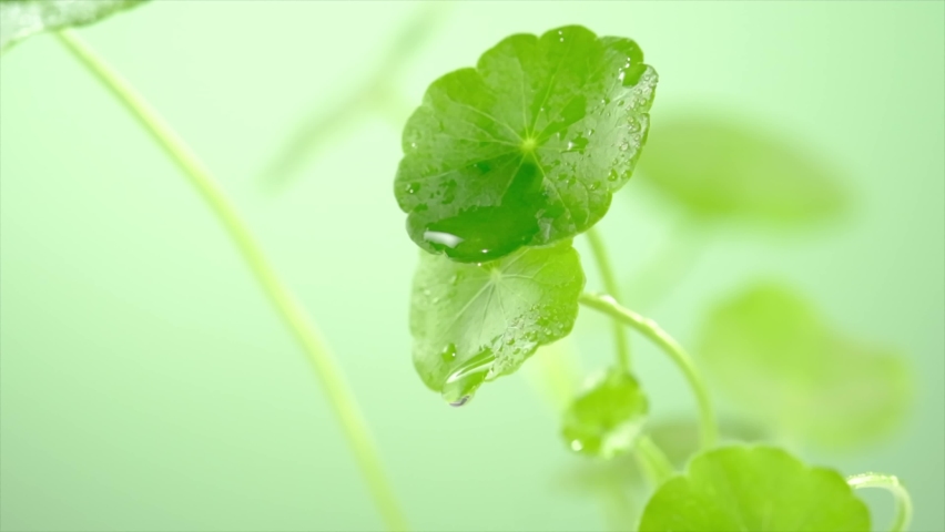 A front view water dropped into gotu kola in green background	 | Shutterstock HD Video #1091467619