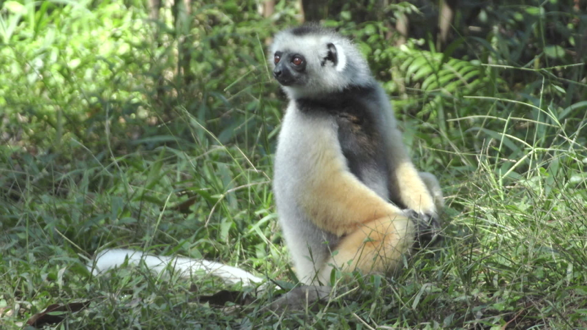 Diademe sifaka on ground in green grass, bamboo lemur approaches and is chased away by the sifaka