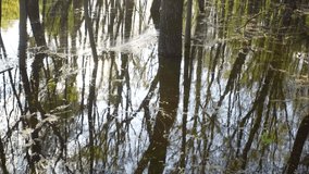Flooded green spring forest. 4k stock video footage of many green trees growing outside in wood or park, fresh water covering ground. Abstract sunny natural background. Springtime, May month, Ukraine