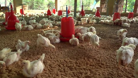 Chicken Poultry Farm. Chickens for Fattening on a Modern Poultry Farm. Feed and Drink Chickens. Modern Agriculture.