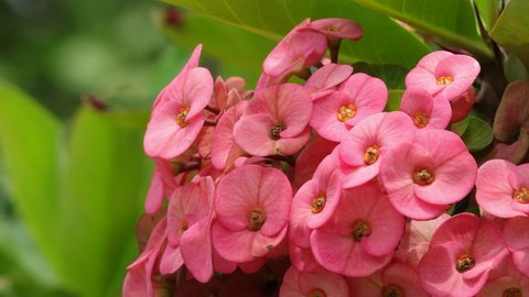 Close up of beautiful Euphorbia milii, the crown of thorns, called Corona de Cristo. Crown of thorn flower. Pink Euphorbia milii flower in the garden.