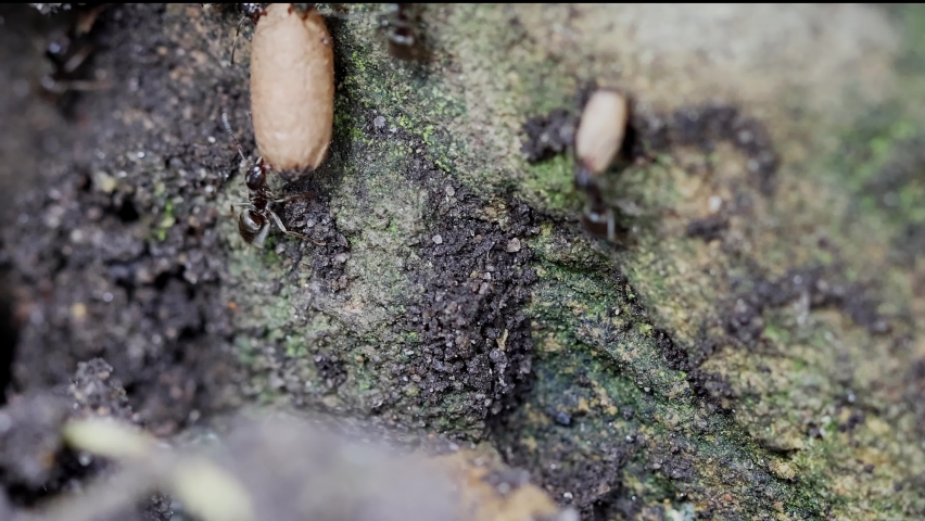 Black ants (lasius niger) carrying a large pupa to protect it after nest was disturbed.  Real time. Royalty-Free Stock Footage #1091474895