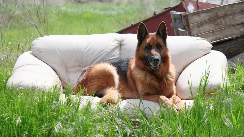 Purebred German Shepherd and Stray Dog Lie on a Couch in Grass Field. Portrait of Homeless Dogs Living in the Trash. Meeting Animals on a Garbage Background
