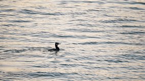 the grebe bird Podicipediformes enters the water in search of food