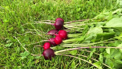 Radish. A bunch of fresh red radishes from the vegetable garden. Ripe radish in hand.