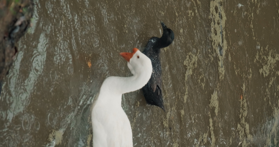 Vertical Screen - white domestic geese and ducks swim in pond on farm. Private farmstead and production of eco products. Latin, international name of birds is Anser anser and Anas platyrhynchos