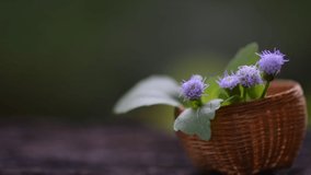 Ageratum conyzoides flowers on nature background. 