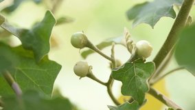 Brinjal or Solanum indicum fruits on nature background.  