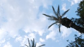 Palm trees and beautiful white clouds at blue sky as background. Camera is rotating.