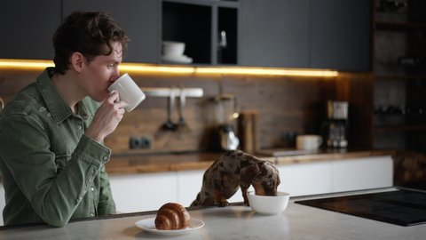 4k Young man is drinking coffee and sitting at table with dog in home kitchen spbd. Close view of handsome caucasian guy drinks fragrant beverage and looks with smile, cute pet eats food at desk  Video stock
