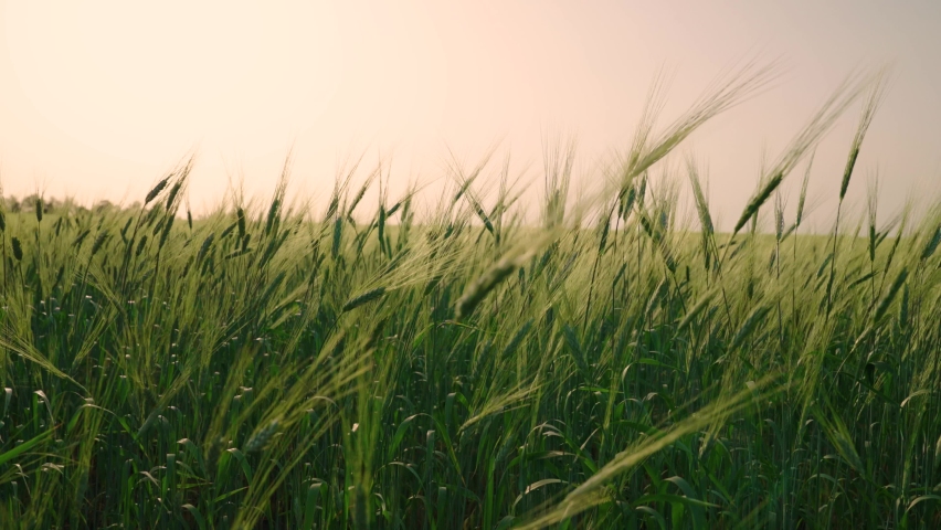 Field of ripening rye against blue sky. Spikelets of green rye with grain are shaken by wind. Grain harvest ripens in summer. Agricultural business concept. Ecologically clean wheat. Grow food Royalty-Free Stock Footage #1091485165