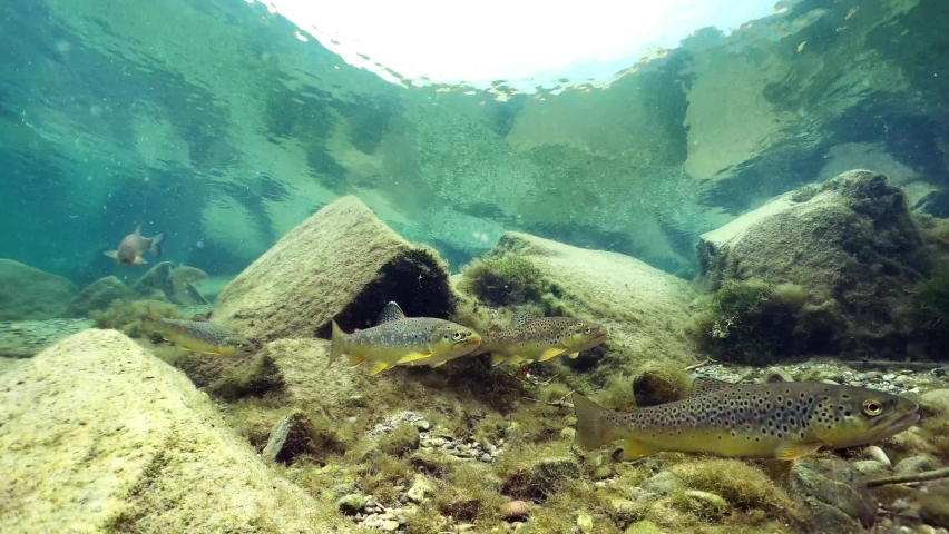  Swimming Brown Trout. River trout underwater. Trout Swimming In Clear Water Underwater View.  Wild trout (Salmo trutta morpha fario). Underwater mountain creek, nature light. 