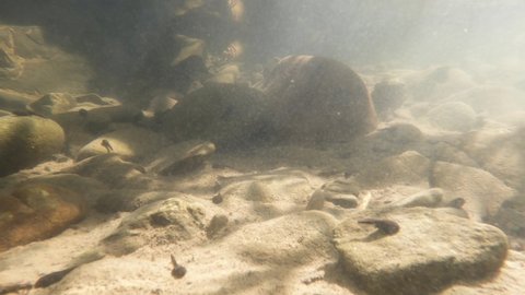 Natural environment of tadpoles in a mountain river