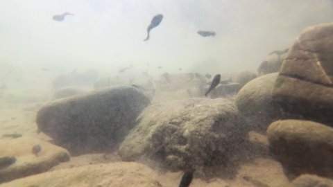 Natural environment of tadpoles in a mountain river