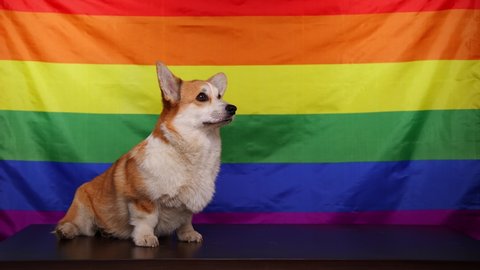 A happy corgi dog smiles sweetly and turns his head in front of a rainbow LGBT flag. Love of Animals. The concept of equality, happiness, freedom, love of a same-sex couple. 4K video.