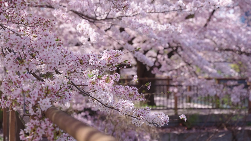 Sakura bloom over Osaka Castle Moat, Fresh Spring Scene in Japan 4k Royalty-Free Stock Footage #1091488793