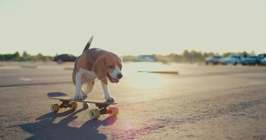 Beagle dog rides a skateboard outdoors. Pet learns to ride a skateboard in the park. Slow motion Royalty-Free Stock Footage #1091489913