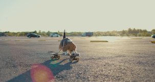Side view of a beagle dog riding a skateboard. Side view. Slow motion