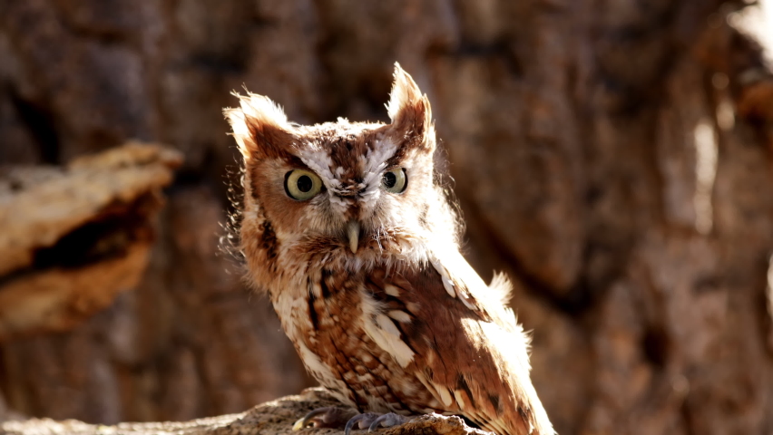 Close up of a cute and fuzzy Eastern Screech Owl