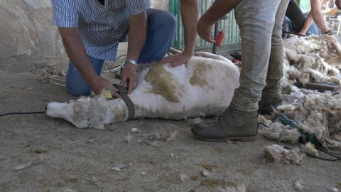 A video has been captured of sheep wool shearing by farmer. Scissor shearing the wool from sheep