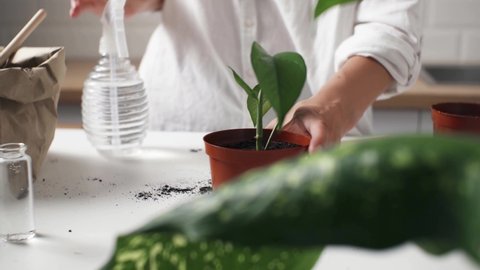 Woman's hand waters, sprays sprout of plant, flowerpot in pot. Transplantation of house plants, flowerpots. Indoor plants in pots on desktop. Woman spraying water on green leaves of succulent plants
