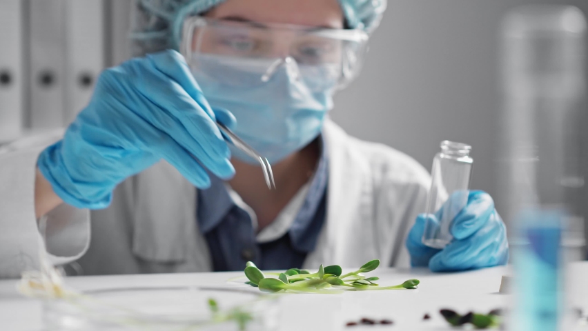 Doctor in gloves, mask transfers green sprout of medicinal herbs into test tube. Laboratory assistant closes test tube with sprout with cork. The study and production of natural plant extracts
 Royalty-Free Stock Footage #1091497175