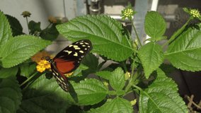 exotic butterfly is sucking the nectar of flower