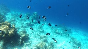 pisces. underwater video. Waterproof photo and video equipment for travel. coral reef. extreme tourism and travel. exotic animals and tropical and equatorial climate.