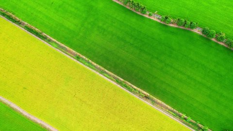 4K Aerial Wide view of Beautiful green and yellow rice fields in the rural of Pathum Thani Province, Thailand. Green nature background. Fresh Sapling rice. 
