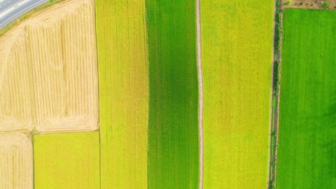 4K Aerial view of agriculture in rice fields for cultivation. a green and yellow rice field waving in the wind, green and yellow rice plants growing. agricultural industry in Pathum Thani, Thailand
